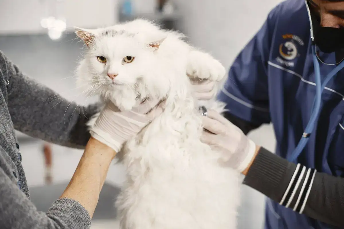 Gato en revisión, sostenido con cuidado por una veterinaria