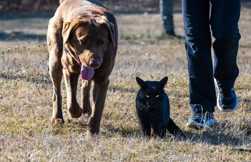 Un perro y un gato caminando juntos por el pasto
